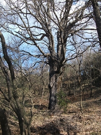 anobello-04032012 097